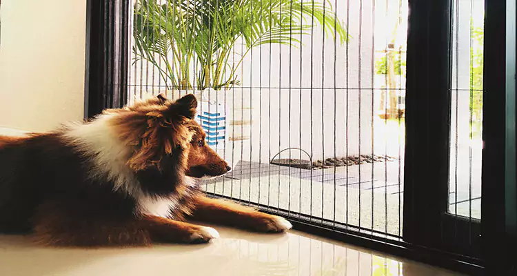Sliding Screen Pet Door Repair in Los Gatos, CA