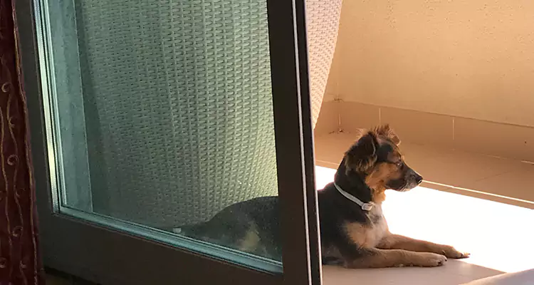 French Door Pet Screen Repair in Los Gatos, CA